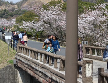 橋から見える桜の木