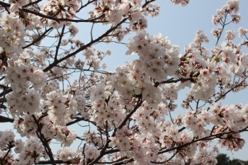桜の花びらの画像